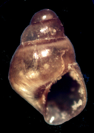 Barleia unifasciata